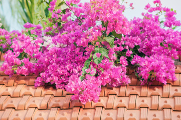 Miracle of the blossoming