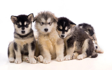 portée de chiots malamutes