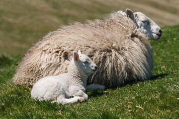 ewe with newborn lamb