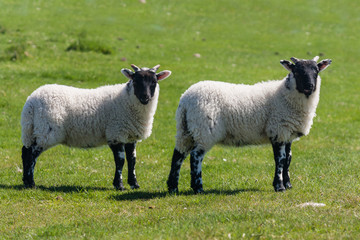 Fototapeta premium black faced lambs