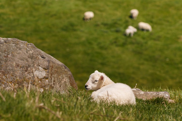 isolated newborn lamb resting on grass © Patrik Stedrak