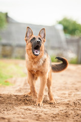 German shepherd dog barking