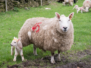 Obraz premium Lamb and ewe