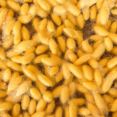 cocoon of silkworm background and texture close up