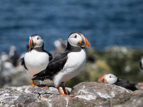 Farne Island Puffins