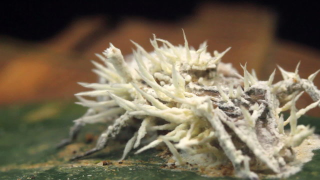 Cordyceps fungus infecting a fly in rainforest, Ecuador