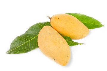 Mango on a white background