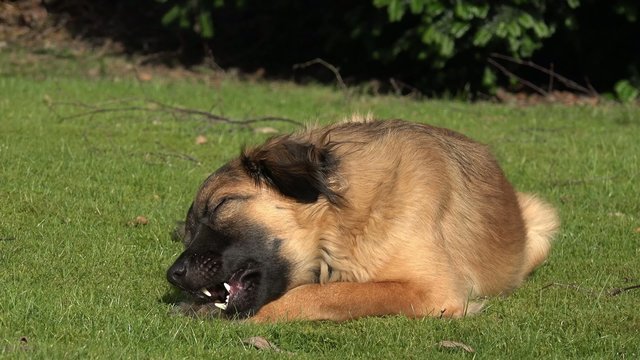 Brauner Hund kaut Kauknochen auf der Wiese