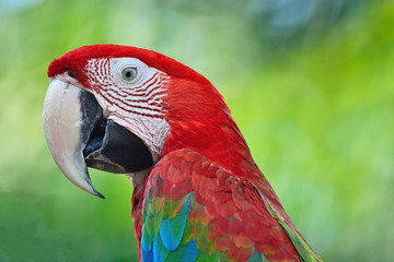 Greenwinged Macaw