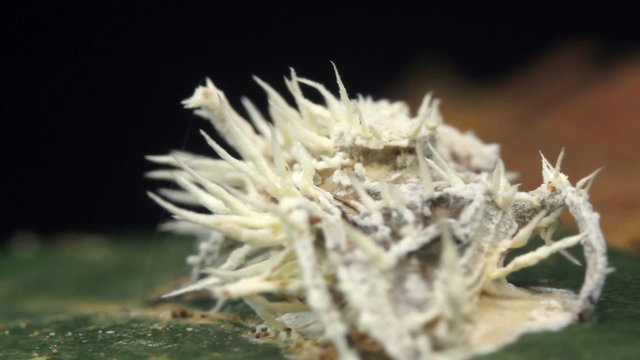 Cordyceps fungus infecting a fly in rainforest, Ecuador