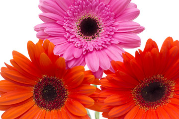 Gerbera Flower Isolated on White Background