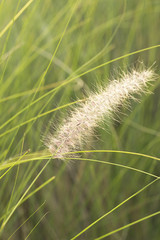 Vintage spring flowers