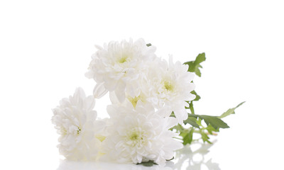 Bouquet of Chrysanthemums Isolated