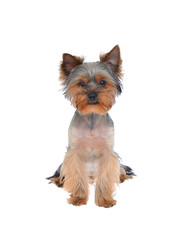 Portrait Puppy Yorkshire Terrier