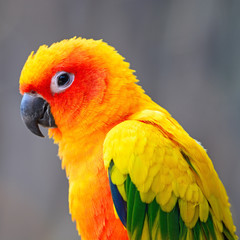 Sun Conure