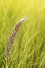 Vintage spring flowers