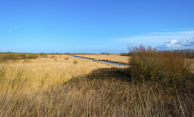 Fields with reed along the shore of a canal