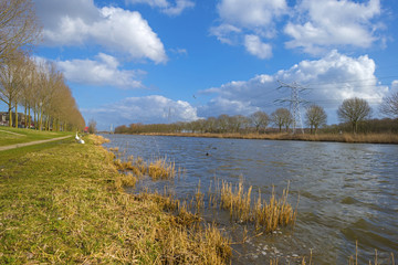Swans on the shore of a canal in winter