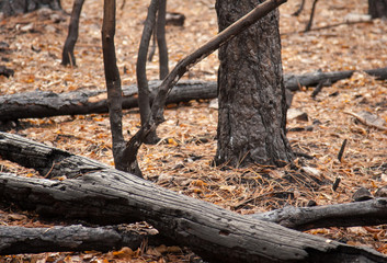 Fototapeta premium burnt forest