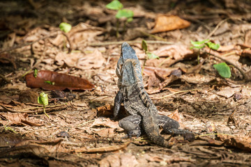 iguane vert dans la nature - Costa Rica