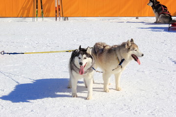 Zwei vor einen Schlitten gespannte Huskys
