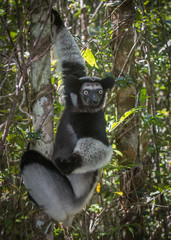 Indri, the largest lemur of Madagascar
