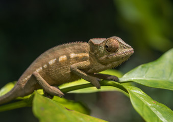 Colorful chameleon of Madagascar, very shallow focus