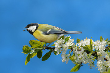 Frühling 105