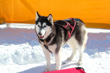 Siberian Husky mit Geschirr für Hundeschlittengespann