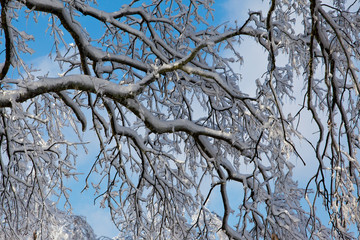 Tangles of branches and ice