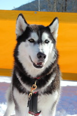 Portrait eines Schlittenhundes (Siberian Husky)