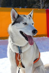 Seitenansicht (Profil) eines Schlittenhundes (Siberian Husky)