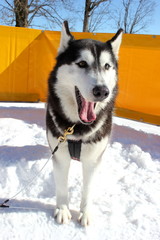 Husky (Schlittenhund) gähnt mit herausgestreckter Zunge