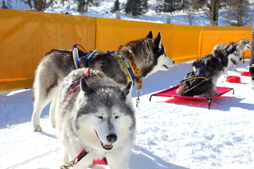 Siberian Husky vor einem Schlittenhunderennen