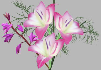 group of large pink flowers isolated on grey background