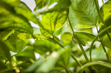 Fototapeta na wymiar Green leaves of soybean farmer's field