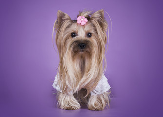 Yorkshire terrier in a dress isolated on a purple background