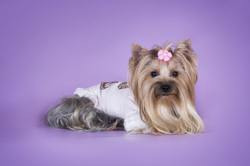 Yorkshire terrier in a dress isolated on a purple background
