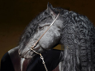 Portrait of black horse with long mane © horsemen