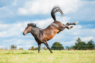 Fototapeta premium Piękny gniady koń rzuca tylnymi łapami w powietrze