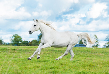 Obraz na płótnie Canvas White horse running on the pasture in summer