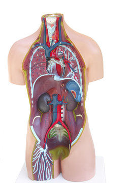 buste de corps humain - d&eacute;tail des organes