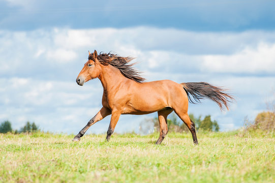 Bay horse running on the pasture in summer