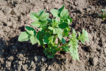 Young shoot of the potato plant