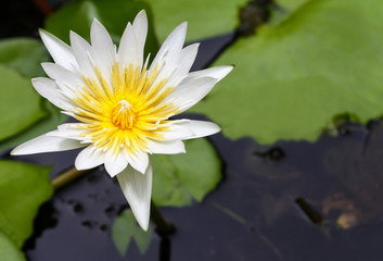 White Lotus flower