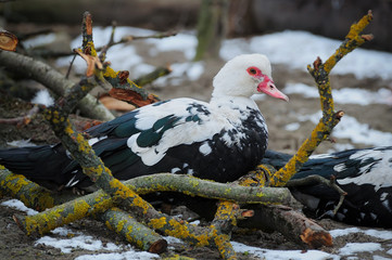 Duck