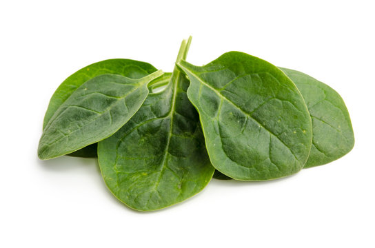 Frischer Blattspinat