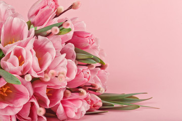 bouquet of pink tulips on pink background