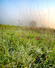 Spider web, close-up