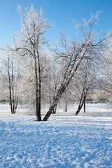зимние деревья